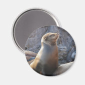 Sea Lion Magnet (Vorderseite/Rückseite)