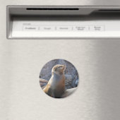 Sea Lion Magnet (In Situ (Geschirrspüler))