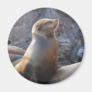 Sea Lion Magnet