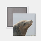 Sea Lion Magnet (Vorderseite/Rückseite)