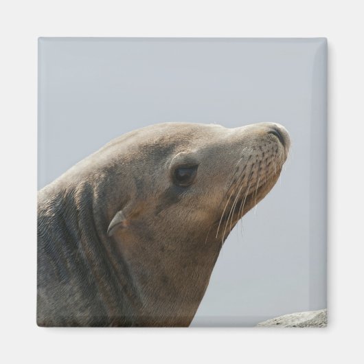 Sea Lion Magnet (Vorne)