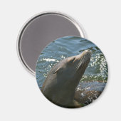 Sea Lion Magnete Magnet (Vorderseite/Rückseite)