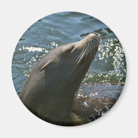 Sea Lion Magnete Magnet (Vorne)