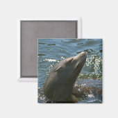 Sea Lion Magnete Magnet (Vorderseite/Rückseite)