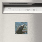Sea Lion Magnete Magnet (In Situ (Geschirrspüler))