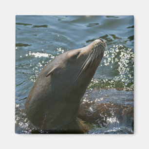 Sea Lion Magnete Magnet