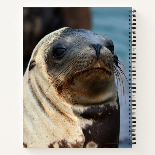 Sea Lion Portrait Notizblock (Rückseite)