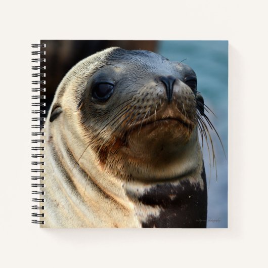 Sea Lion Portrait Notizblock (Vorderseite)