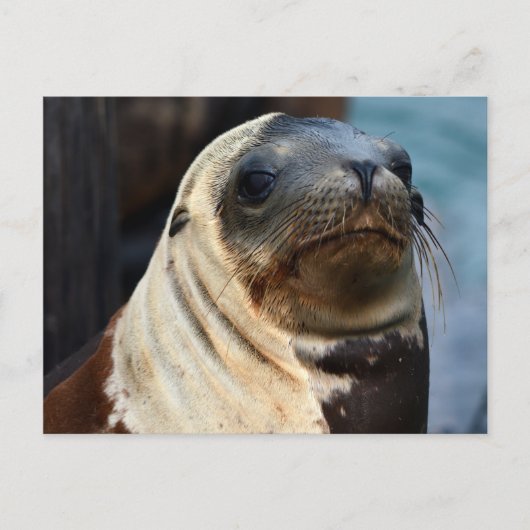 Sea Lion Portrait Postkarte (Vorderseite)
