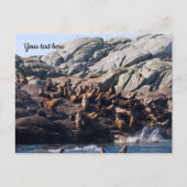 Sea Lion Postcard Postkarte (Vorderseite)
