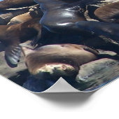 Sea Lion Poster (Ecke)