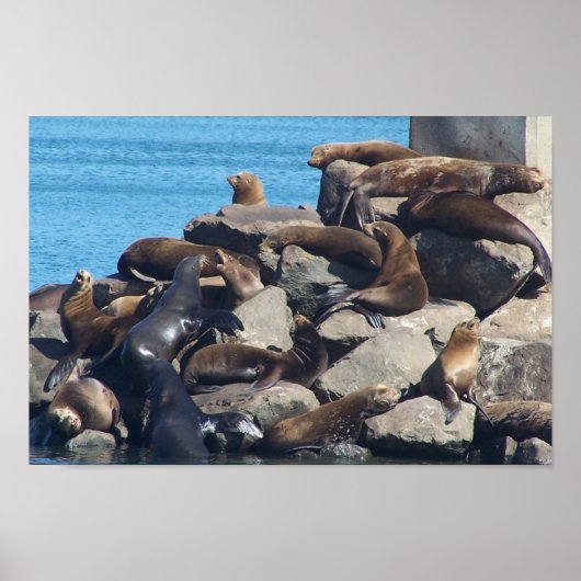 Sea Lion Poster (Vorne)