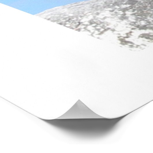 Sea Lion Poster (Ecke)