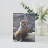 Sea Lion Postkarte (Stehend Vorderseite)