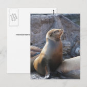 Sea Lion Postkarte (Vorne/Hinten)