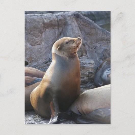 Sea Lion Postkarte (Vorderseite)