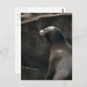 Sea Lion Postkarte (Vorne/Hinten)