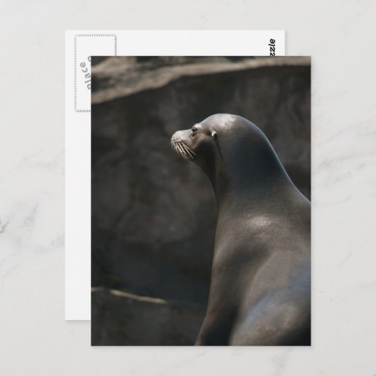 Sea Lion Postkarte (Vorne/Hinten)