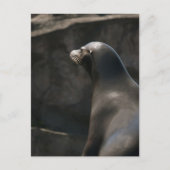 Sea Lion Postkarte (Vorderseite)