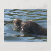 Sea Lion Postkarte (Vorderseite)