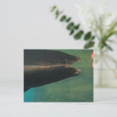 Sea Lion Postkarte (Stehend Vorderseite)