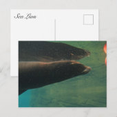 Sea Lion Postkarte (Vorne/Hinten)