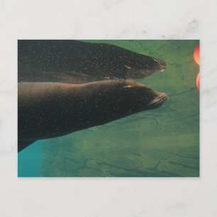 Sea Lion Postkarte