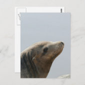 Sea Lion Postkarte (Vorne/Hinten)