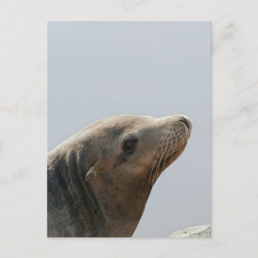 Sea Lion Postkarte (Vorderseite)