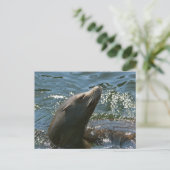 Sea Lion Postkarten (Stehend Vorderseite)
