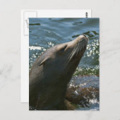 Sea Lion Postkarten (Vorne/Hinten)