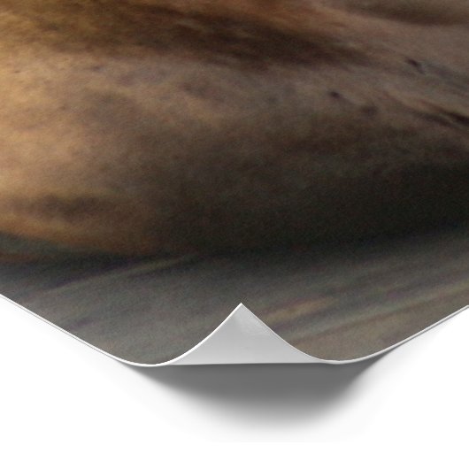 Sea Lion Print Poster (Ecke)