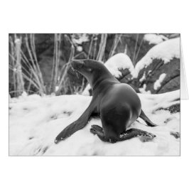 Sea Lion Pup auf Snowy Hill