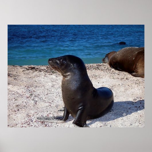 Sea Lion Pup Poster (Vorne)