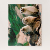 Sea Lion Pups, Jigsaw Puzzle (Vertikal)