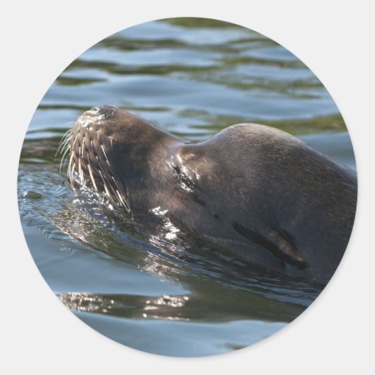 Sea Lion Runder Aufkleber (Vorderseite)