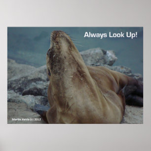 Sea Lion - Schau immer nach oben! -Poster Poster