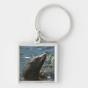 Sea Lion Schlüsselanhänger