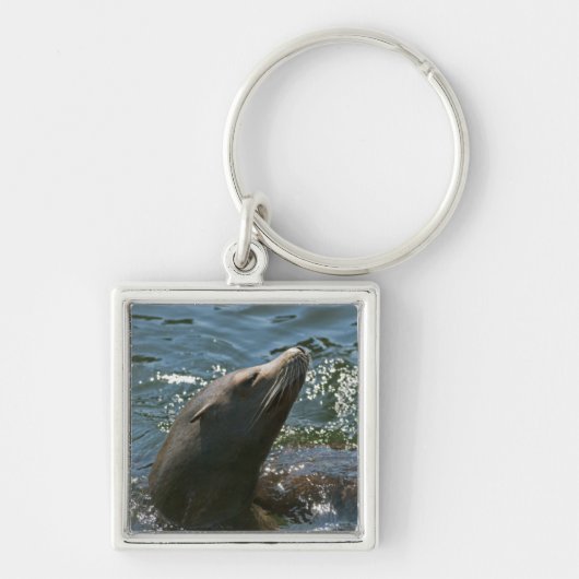 Sea Lion Schlüsselanhänger (Vorne)