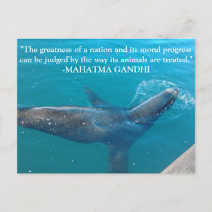 Sea Lion Schwimmen im Hafen mit Ghandi Zitat Postkarte