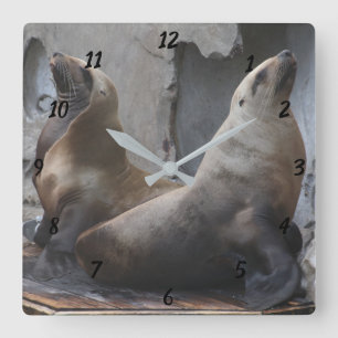 Sea Lion Square Clock Quadratische Wanduhr