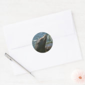 Sea Lion Stickers (Umschlag)