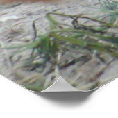 Sea Lion - Tage wie diese - Poster (Ecke)