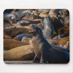 Sea Lion Yawning mit Hafenkolonie - Fotografie Mousepad