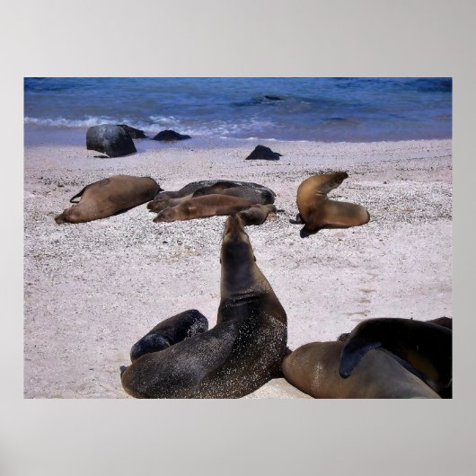 Sea Lion Yogo Poster (Vorne)