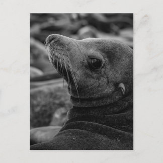 Sea Lion Zurück - Niedliche Naturfotografie Postkarte
