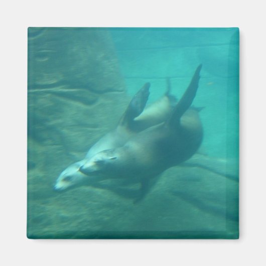 Sea Lions Square Magnet (Vorne)