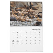 Sea Lions Wall Calendar Kalender (Feb 2027)