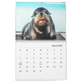 Sea Lions Wall Calendar Kalender (Mär 2027)