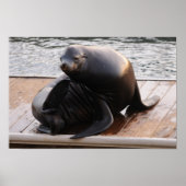 Sea Löwe Poster (Vorne)